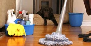 Vacate Clean Actually Needs